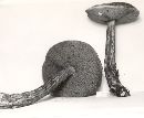 Boletus russellii image