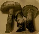 Boletus morrisii image