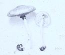 Agaricus pocillator image