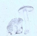 Entoloma bloxamii image