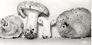 Lactarius deceptivus image