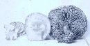 Paxillus involutus image