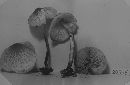 Lepiota cristata image