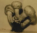 Agaricus edulis image