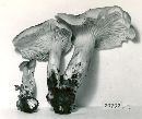 Pleurotus cornucopiae image