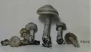 Agrocybe amara image