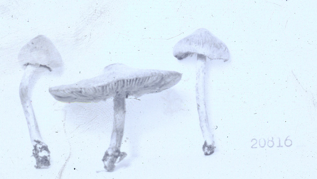 Inocybe subdecurrens image