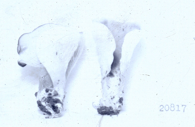 Hohenbuehelia spathulata image