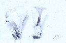 Hohenbuehelia spathulata image