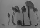 Mycena purpureofusca image