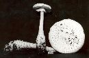 Amanita cokeri image