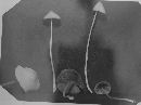 Conocybe tenera image