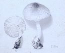 Lepiota rubrotincta image