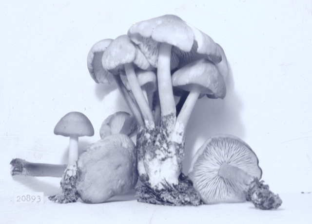 Marasmius leighii image