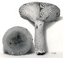 Lactarius corrugis image