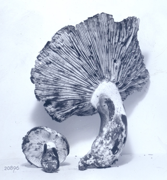 Russula subsordida image