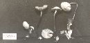 Marasmius delectans image