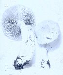 Cortinarius vibratilis image