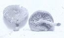 Phylloporus rhodoxanthus image