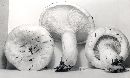 Lactarius deceptivus image