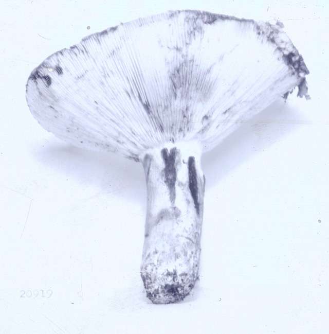 Russula subsordida image