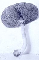 Agaricus pocillator image