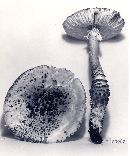 Amanita onusta image