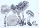 Cortinarius evernius image