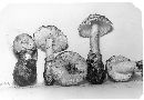 Amanita whetstoneae image