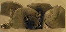 Suillus luteus image