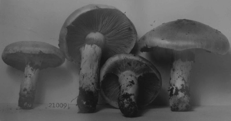 Cortinarius coruscans image