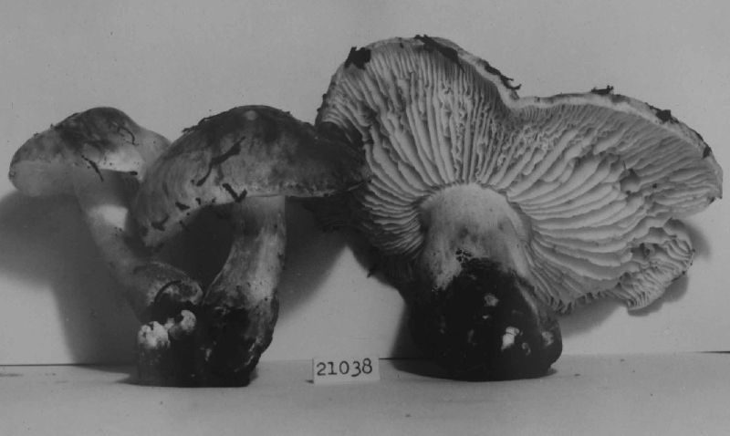 Tricholoma coryphaeum image