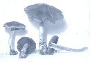 Cortinarius semisanguineus image