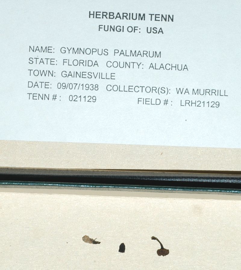 Callistosporium palmarum image