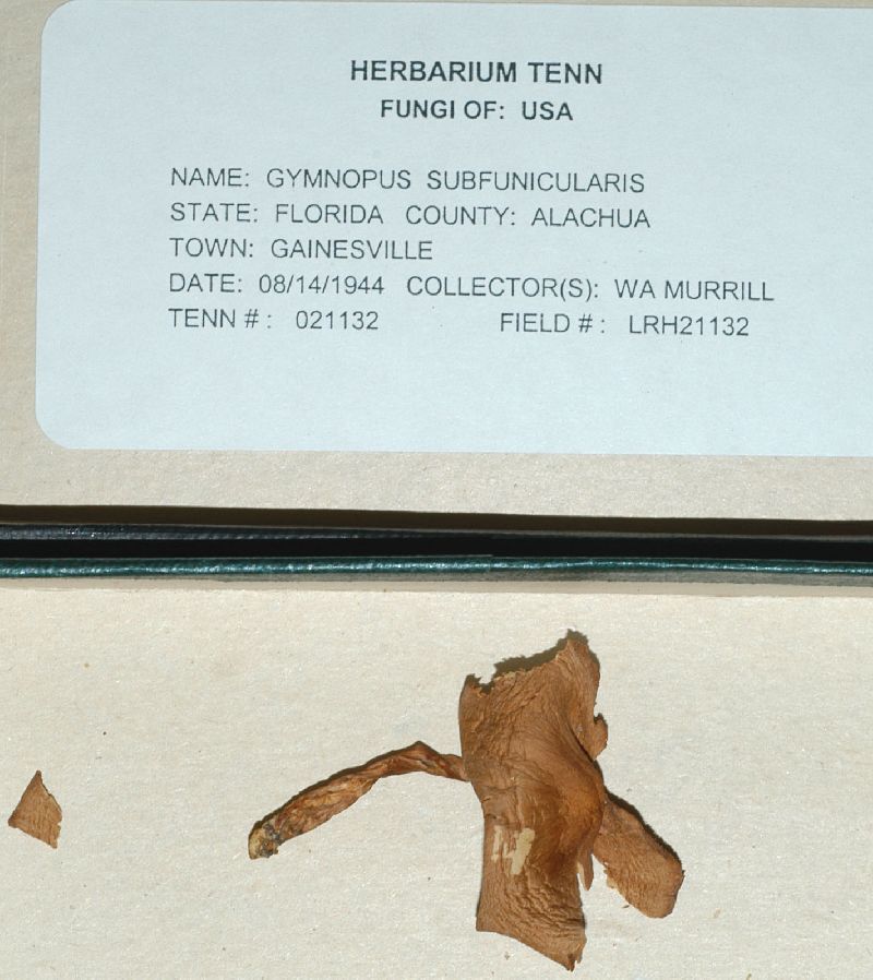 Gymnopus subfunicularis image