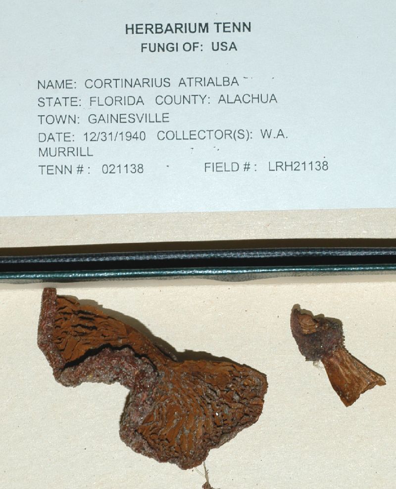 Cortinarius atroalbus image