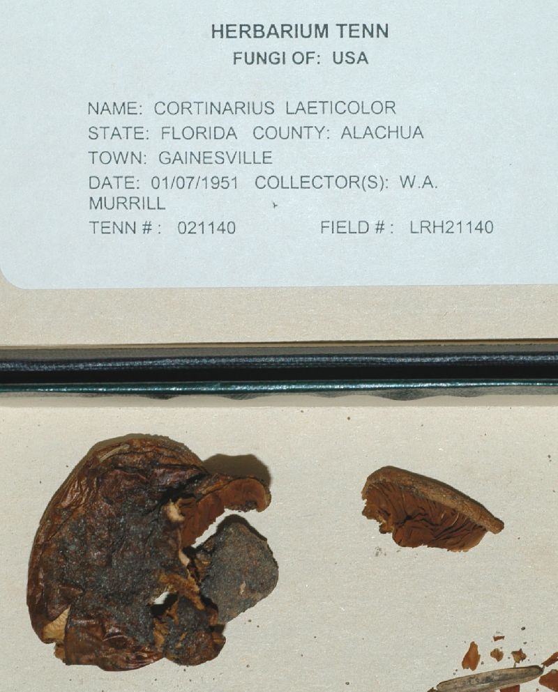 Cortinarius laeticolor image