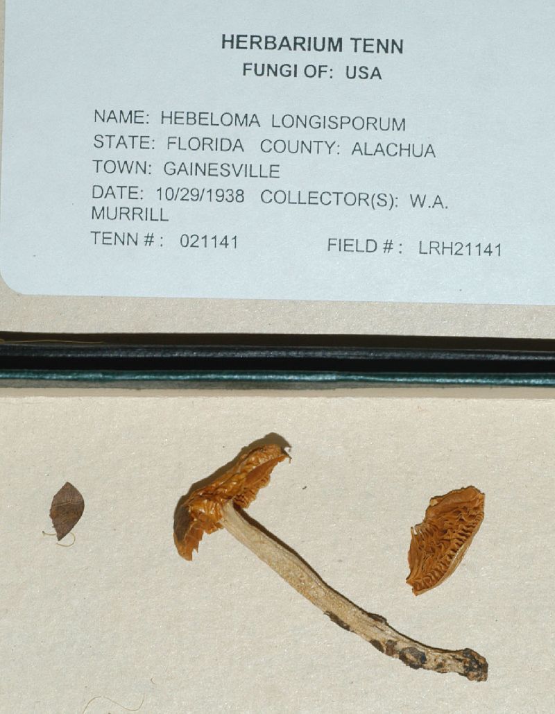 Hebeloma longisporum image
