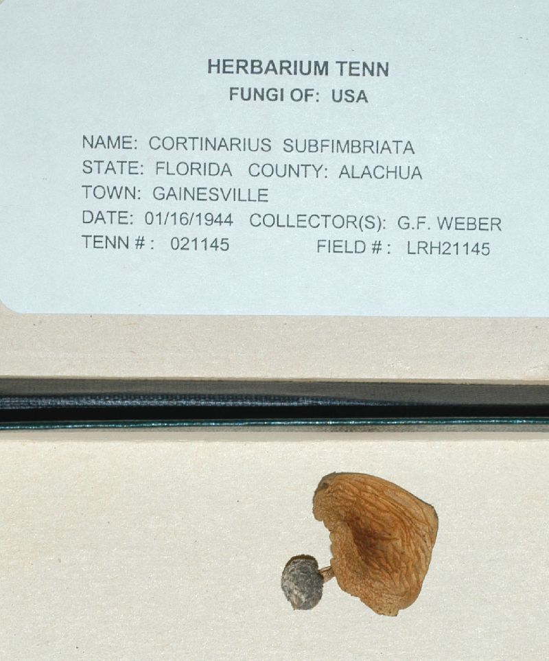 Cortinarius subfimbriatus image