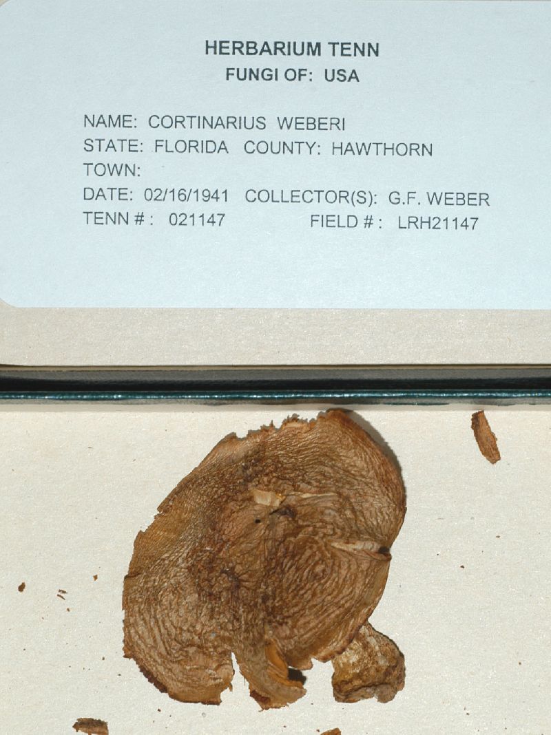 Cortinarius weberi image