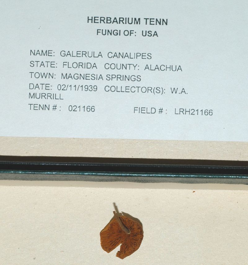 Galerula canalipes image
