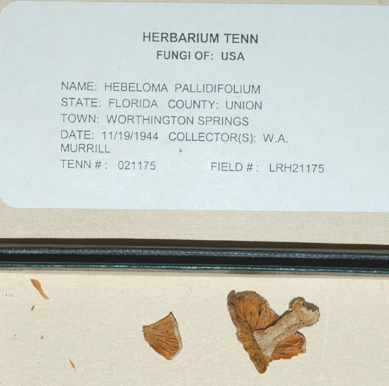 Hebeloma pallidifolium image