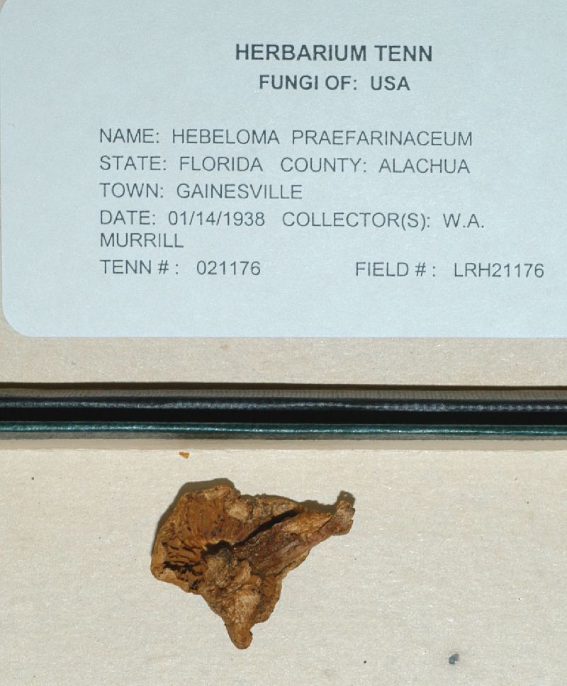 Hebeloma praefarinaceum image