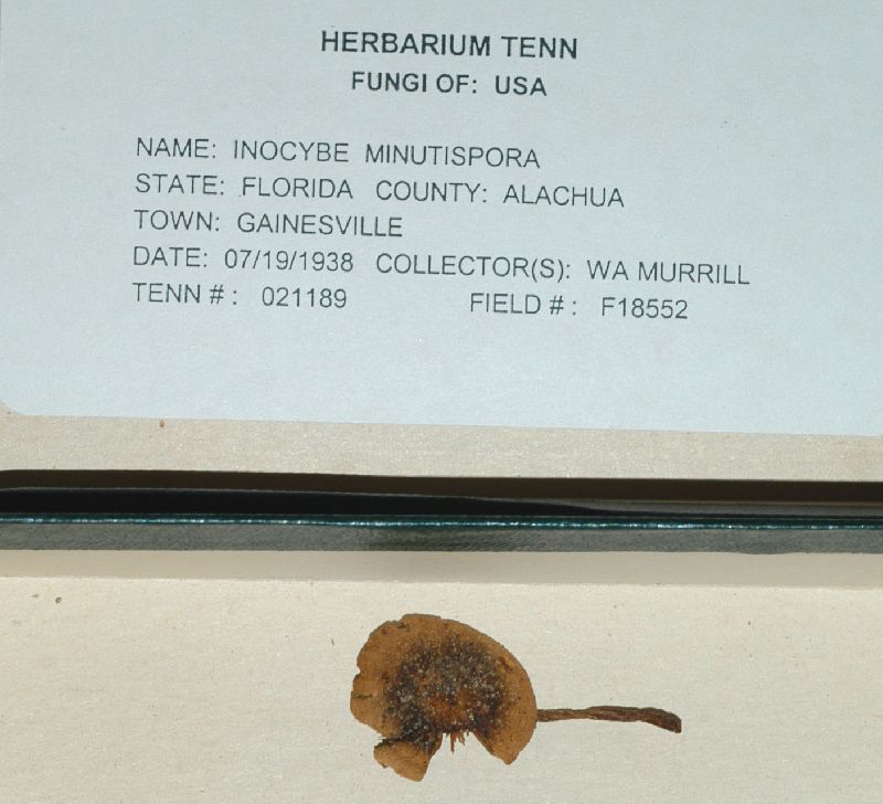 Inocybe minutispora image