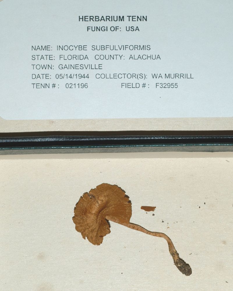 Inocybe subfulviformis image