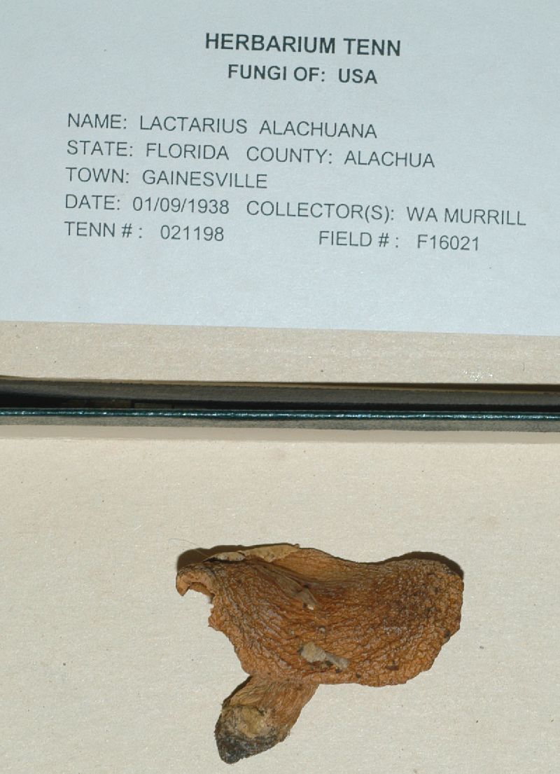Lactarius alachuanus image