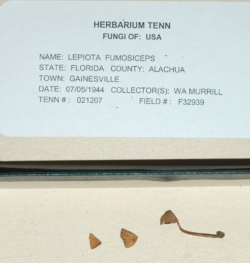 Lepiota fumosiceps image