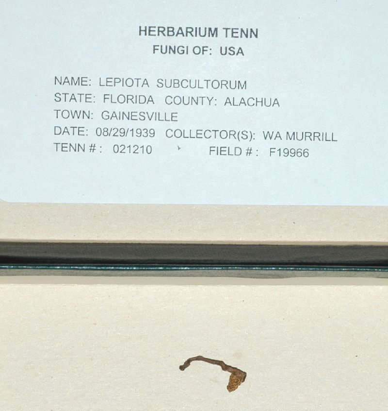Lepiota subcultorum image