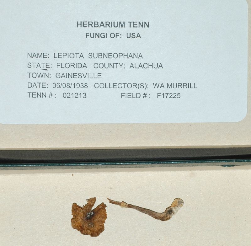Lepiota subneophana image