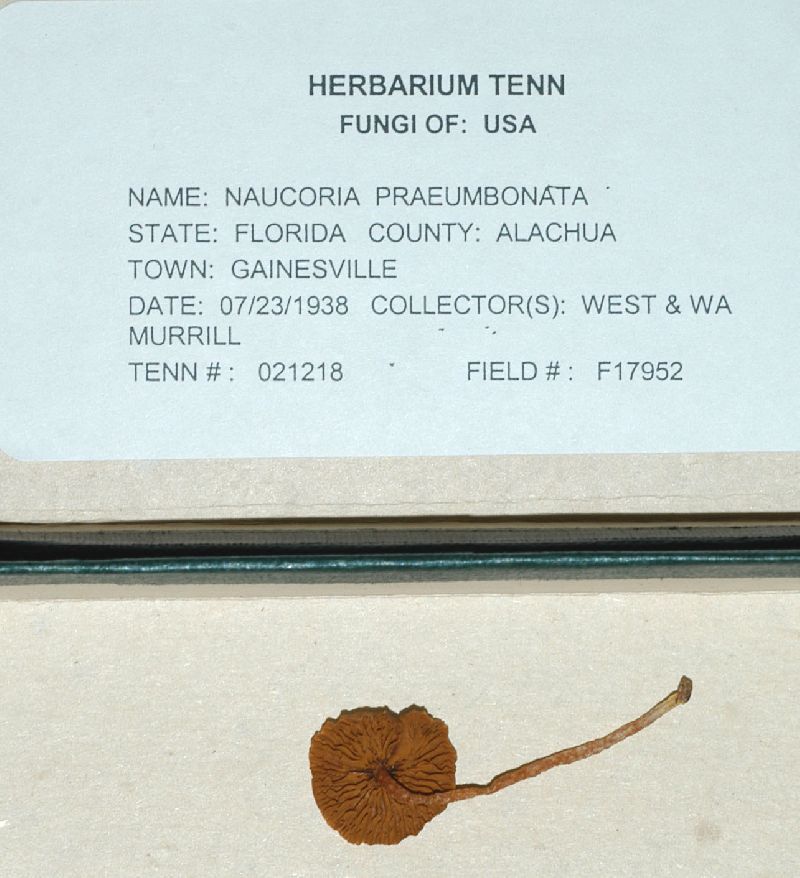 Naucoria praeumbonata image